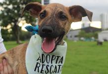 adopta perrito panama web